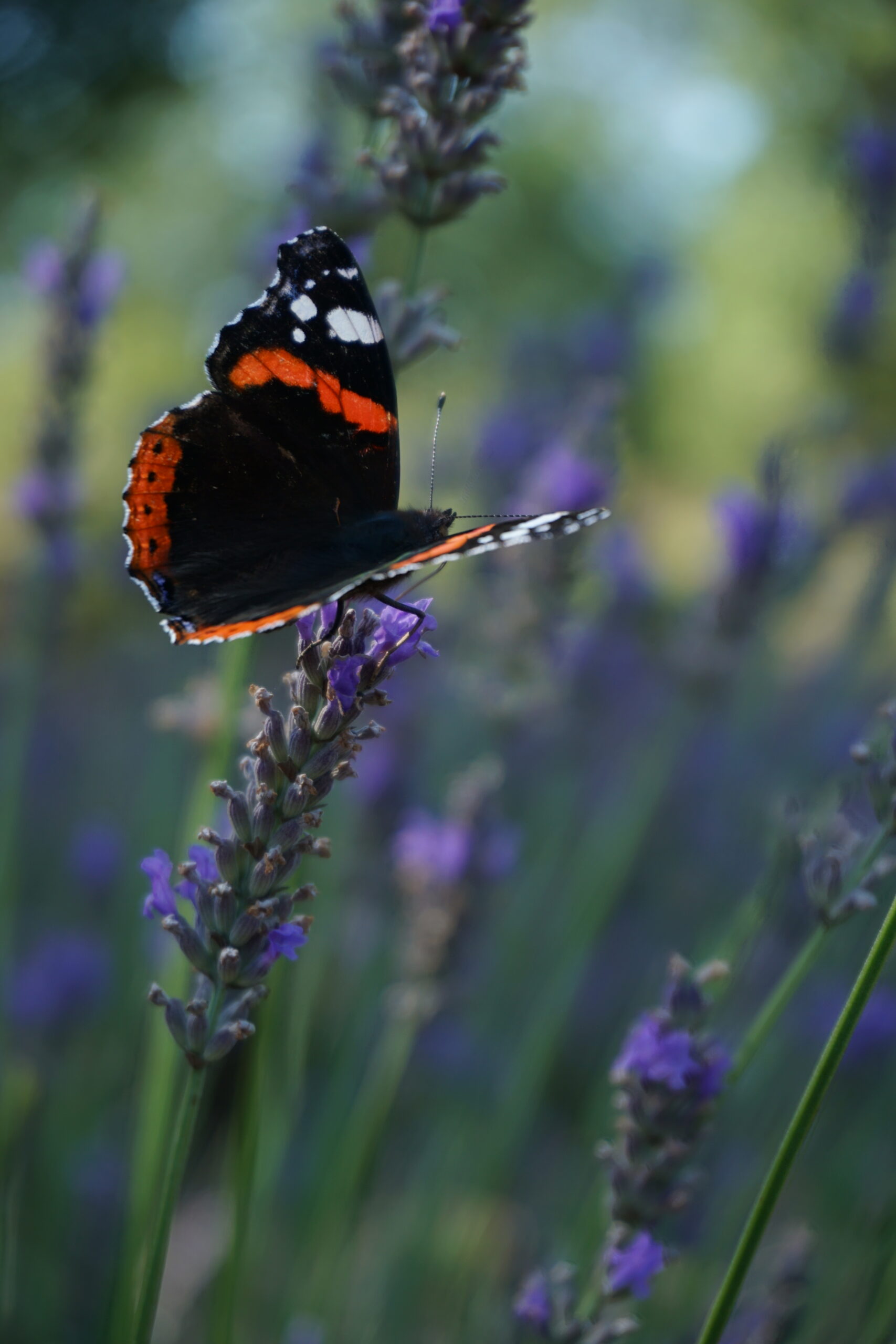 ACCUEILLE LE PRINTEMPS